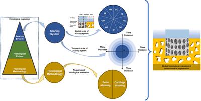 <mark class="highlighted">Osteochondral tissue</mark> engineering in translational practice: histological assessments and scoring systems